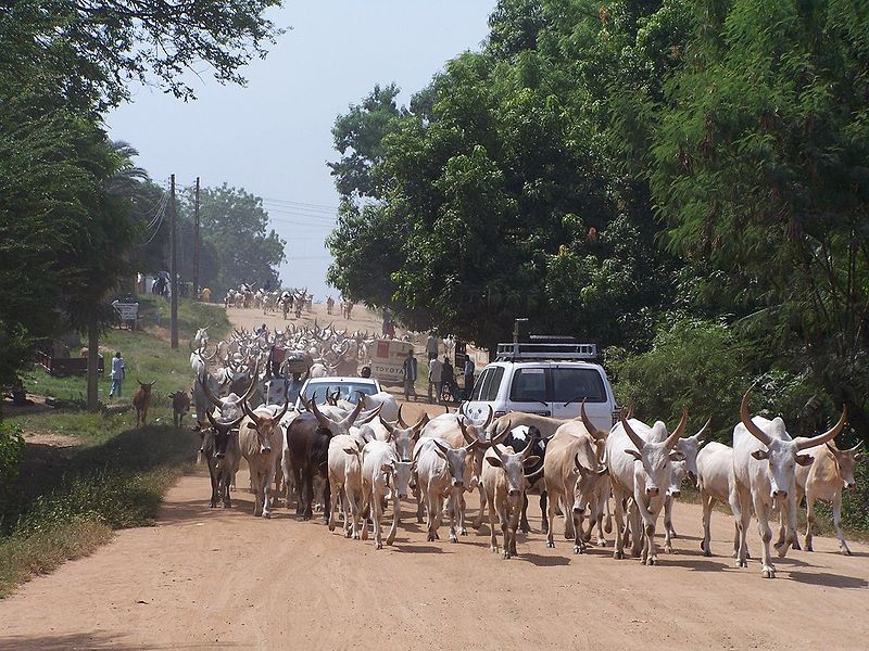 Rinderherde in der Nähe der Hauptstadt Juba (c) Fabrizi Demartis