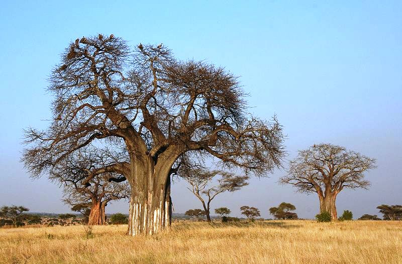Baobabbäume in der Savanne (c) Yioky