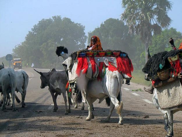 Bäuerin im Tschad mit Rinder (c) AGTschad