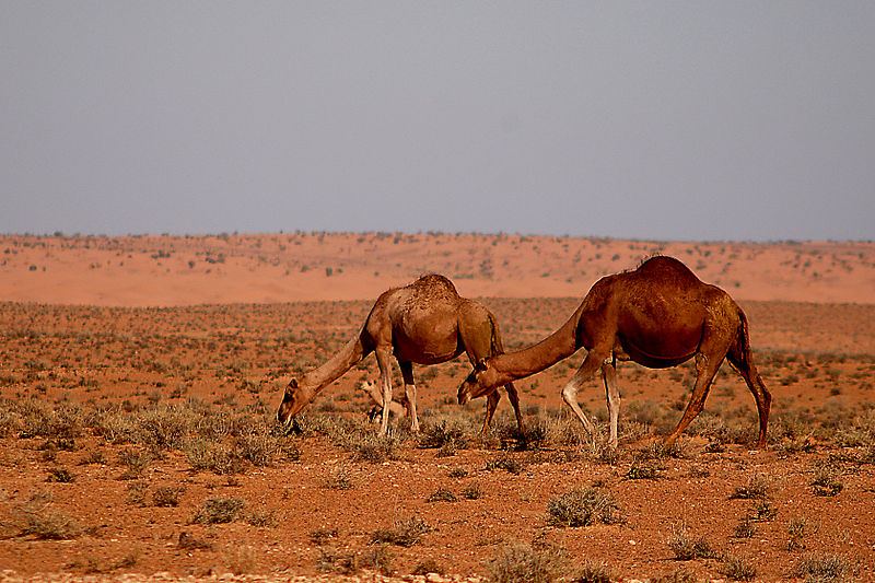 Tunesischer Abschnitt der Sahara - Jocerra Aihartza