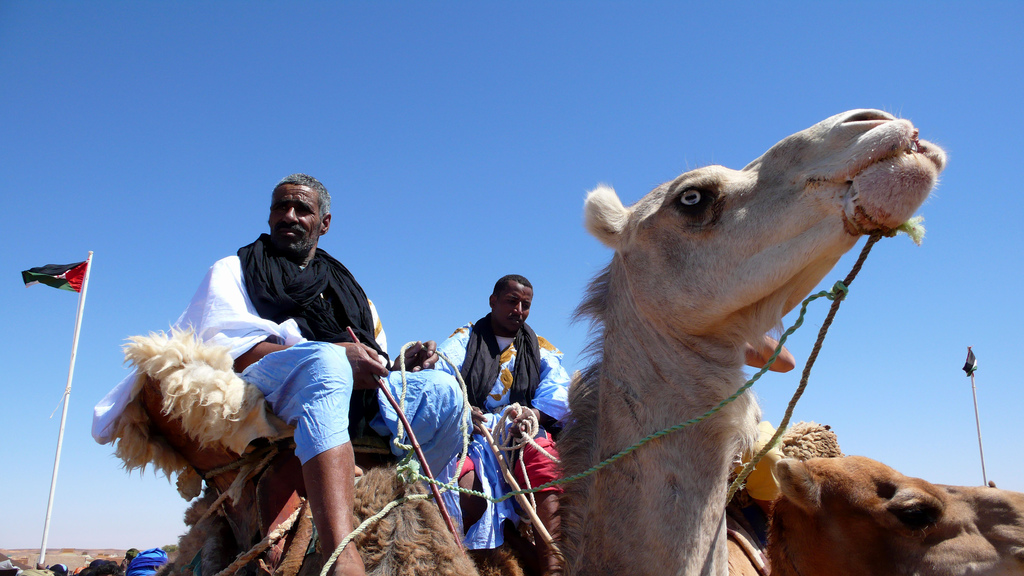 Sahraui auf Kamelen (c) Saharauiak CC BY SA 3.0