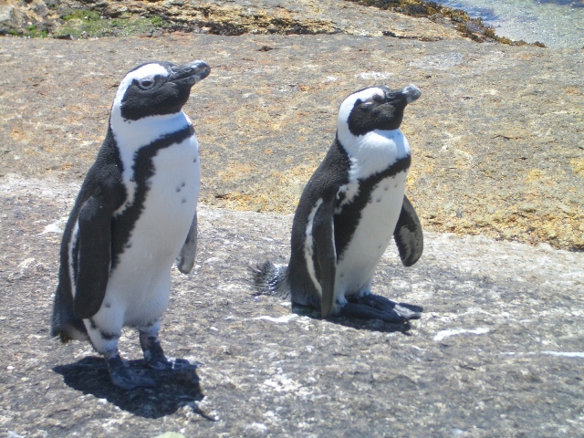 Pinguine auf der Kaphalbinsel (c) Zakysant