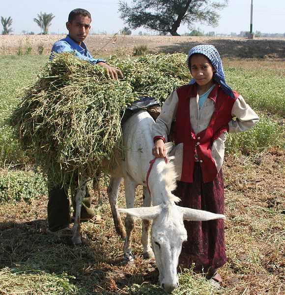 Vater und Tochter bei der Erntearbeit (c) USAID