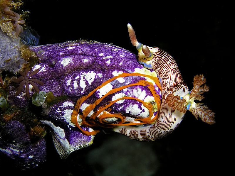 Seescheide, auf der sich eine Nacktschnecke niederläßt (c) Nhobgood CC BY SA 3.0