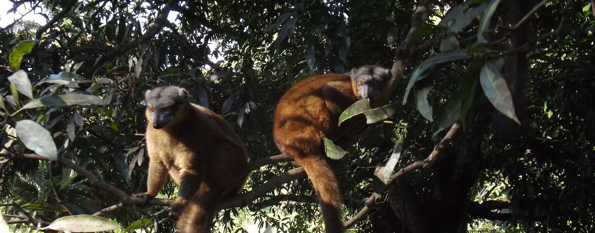braune lemuren