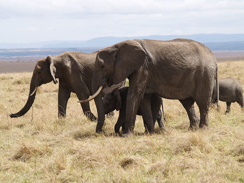 Elephants_in_masai_mara