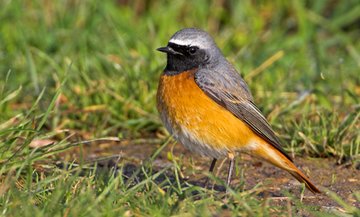 Gartenrotschwanzvögel überwintern in der Sahelzone