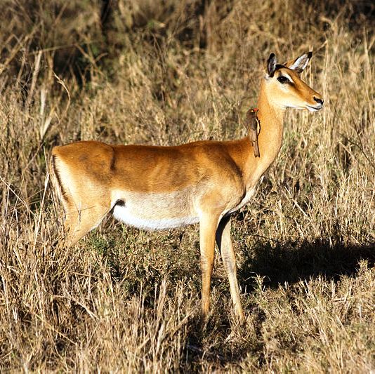 Antilope_Aepyceros_melampus (c) Stig Nygaard CC BY SA 2.5
