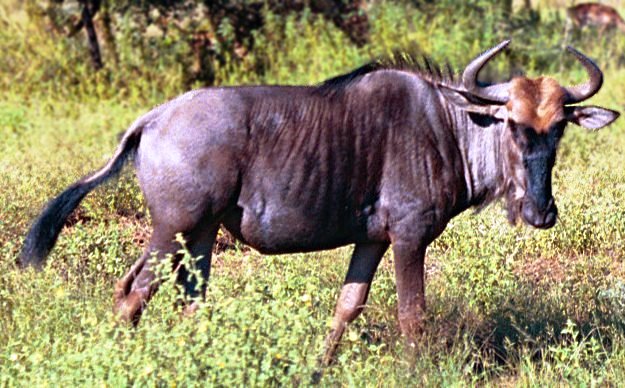 Black wildebeest aka gnu (c) Dodo gemeinfrei
