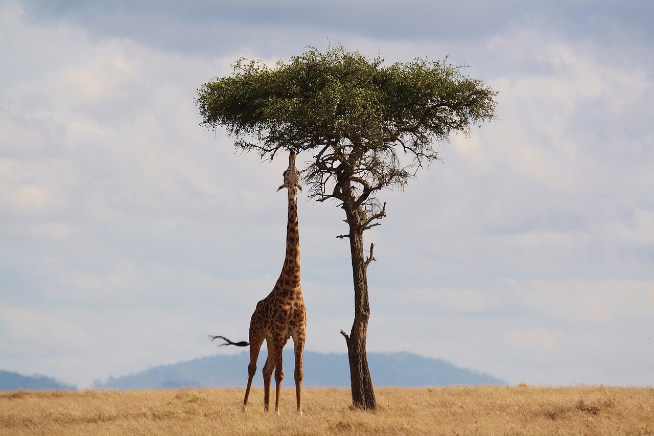 Afrika-Junior Akazien, die cleveren Bäume der Savanne