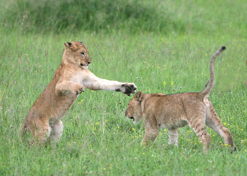 Spielende Löwen in der Savanne