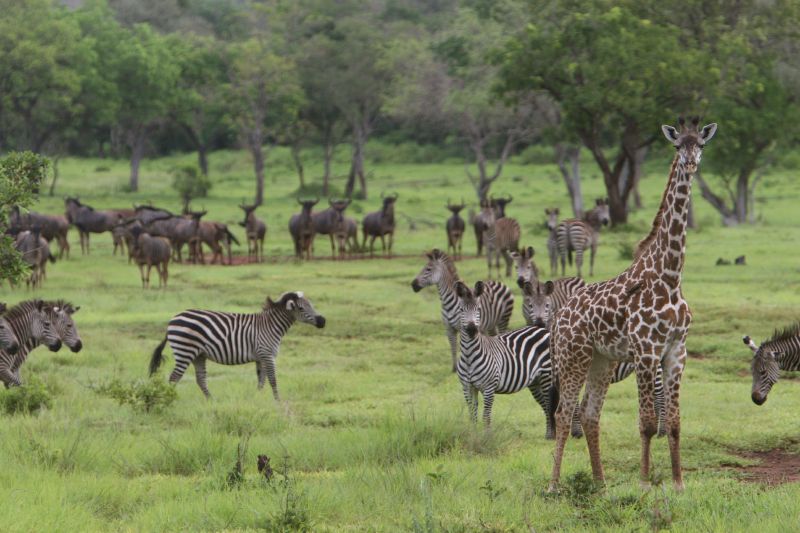Afrika-Junior Animals of the Savanna