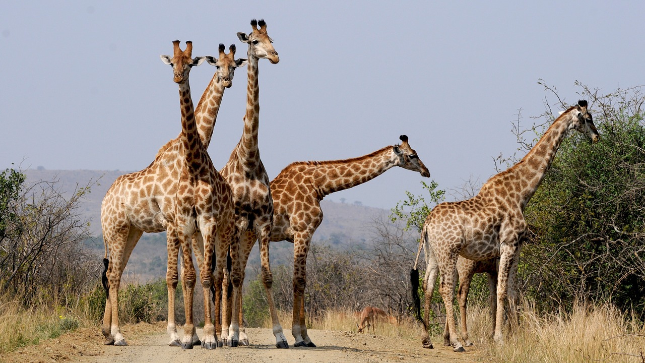 Safari in Tansania