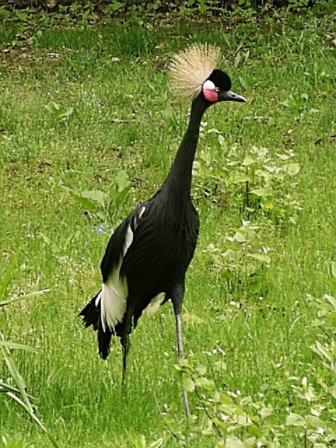 (c) Sebastian Wallroth gemeinfrei Kronenkranisch (c) goruma