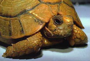 Ägyptische Landschildkröte (c) Richard Mayer