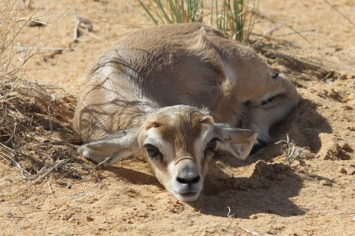 Junge Mendesantilope (c) Sahara Conservation Fund
