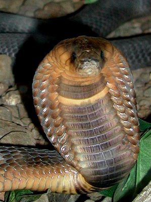 Uräusschlange oder ägyptische Kobra (c) John Walker