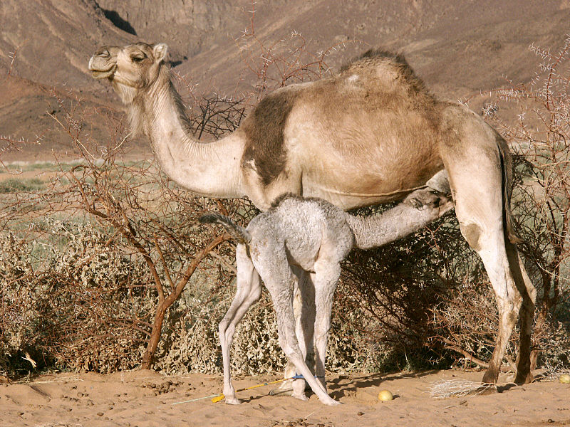 Kamelmutter mit Jungem (c) Garrondo