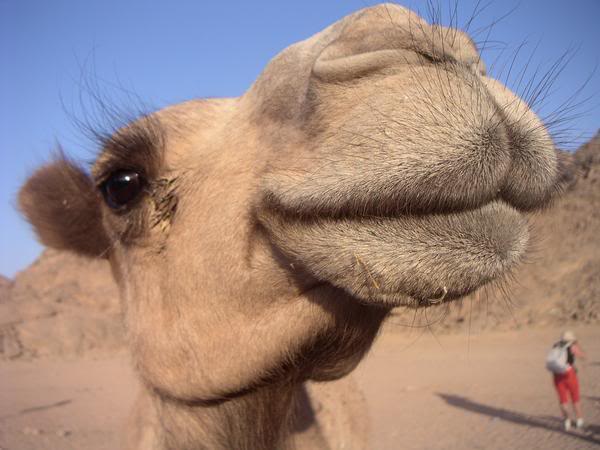 Kamel nah (c) photobucket