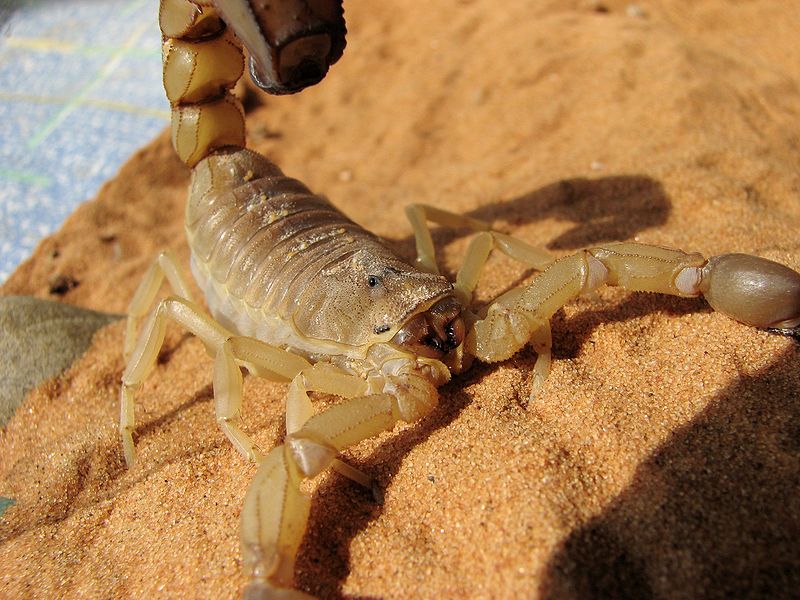 Sahara Skorpion (c) HTO